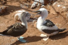 11-Blue-footed Booby with chick